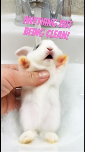 How to give a perfect bunny bath, bunny chirps with joy! #happy #rabbit #cute