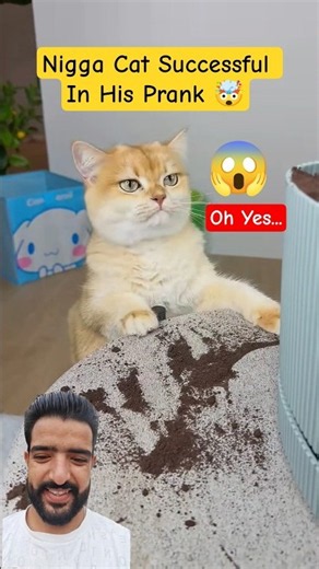 😳Wait For The End😱 #shorts #cats #greenscreen #shortsfeed #ytshorts