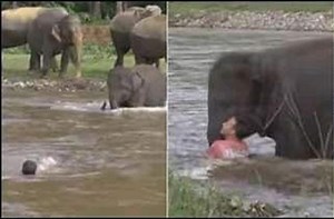 Viral Video: Baby Elephant Saves Man From Drowning in River, Old Clip Wins Hearts Again