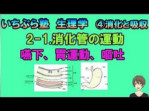 【いちぷら塾】生理学 ④消化と吸収 2-1 消化と吸収 嚥下、胃運動、嘔吐