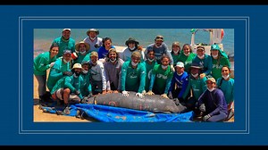 8.1K views · 140 reactions | PEIXE-BOI-MARINHO | Você sabia que a...