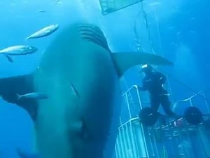 This is footage of Deep Blue, the largest great white shark ever caught in camera. 🦈 The seven meter female shark dwarfed these cage divers off the coast of Guadalupe Island, Mexico. 🇲🇽 It's estimated that Deep Blue is somewhere around 50 years old. 💙 | Protecting Oceans