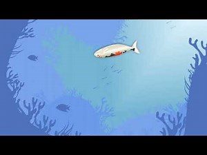 Feline Fishing: Cats Catching Fish - Cat Games For Cats