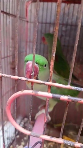 Alexander parrot #1millionsubscribers needed please subscribe #talkingparot #trendingshorts #birds