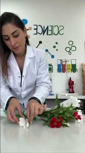 Exploring Flower Anatomy: A Fun Dissection