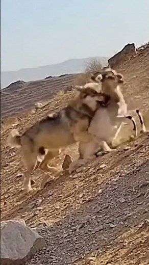 Wolf vs Deer — Intense Chase in the Wild! #WolfVsDeer #WildlifeShorts #AnimalChase