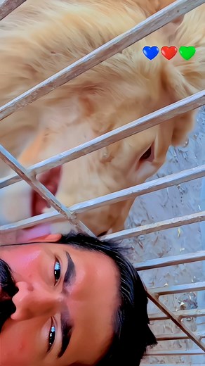 Lion Licking My Face: What Happens When a Lion Licks You?