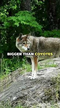 The Mysterious Coywolf: Nature's Hybrid