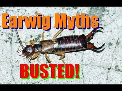 Earwig Facts and Footage - Dermaptera