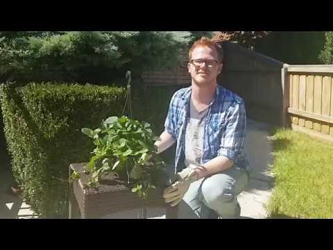 How to Prune Your Strawberry Plants