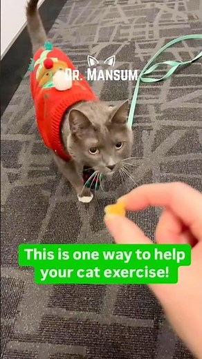 How to help your cat lose weight 🐾 Part 1