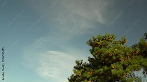 Autumn Colors Of Korean Pine Tree In The Garden Of Seoul Grand Park