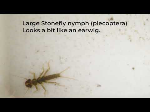 Kick sampling for invertebrates in my local rivers.