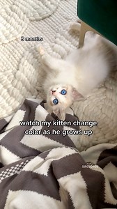 A cool fact about Ragdoll cats is that they’re born white as kittens and develop their coloring as they age. It can take anywhere from 2-4 years for their color to really settle in!#ragdoll #cutekitten #cutecat #fluffycat #catsofinstagram #kittensofinstagram #catlover | Sir George