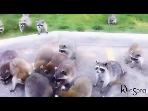 Raccoon Sounds - WildSong