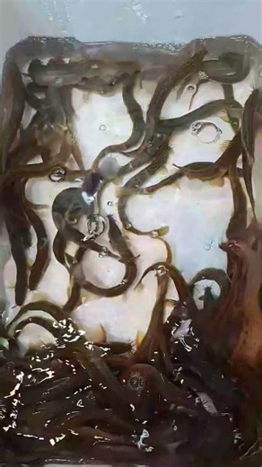 eels alive #food #shortsviral #freshly #cooking #fishing #satisfying #short