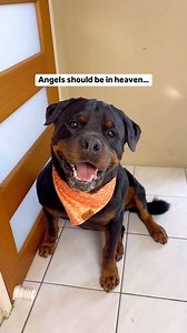 The Rizzweiler is back to steal yo girl 😎🌹- @rottweiler_beau Voice Over: Have you met Beau’s mentor? @officialbaddaddy ♥️♥️♥️ . . . . . . . #rottweiler #rottweilers #rottweilerpuppy #rottweilerfans #rottweilerlove #rottweilerworld #rottweilersofinstagram #rottweilerlover #rottweilerlovers #rottweilerclub #rizz #rizzgod | Rottweiler Beau