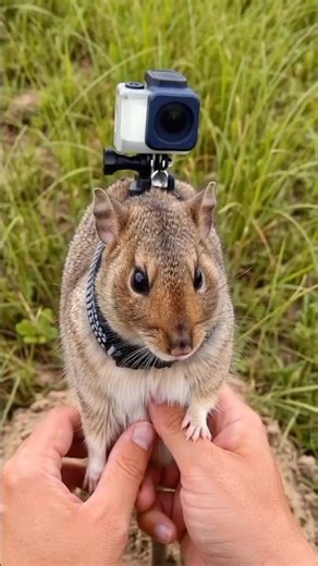 Mouse POV Inside Underground Colony 😱 Real Burrow Footage