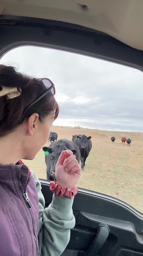 Cows Return Home for Winter in Wyoming