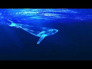 周深《大鱼》Zhou Shen Big Fish MV (8D) (Eng Sub)
