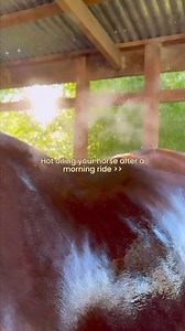 8.3K views · 1.3K reactions | Treat your pony with a hot oil wash after a fresh morning ride. Not only will they love you, their coats will too! Featured: Essential Oil Coat Conditioner - Australian Summer | Hairy Pony | Facebook