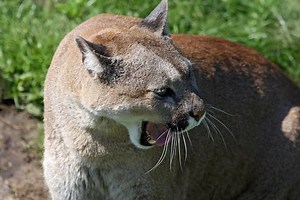 6 Terrifying Mountain Lion Encounters That Will Freak You Out