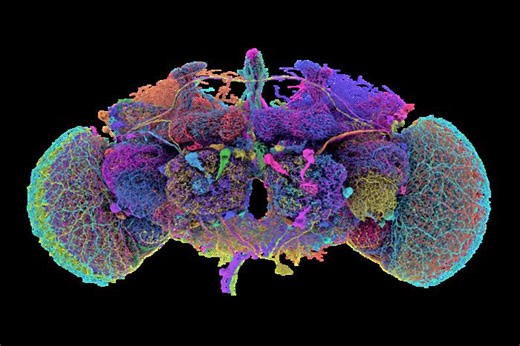 An Amazingly Detailed Map of Connections in the Fruit Fly Brain | Cell And Molecular Biology