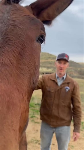 Café Mulé Coffee | Can you tell the difference between a donkey and a mule? We know from experience that if you take a mule into public, especially if it’s a... | Instagram