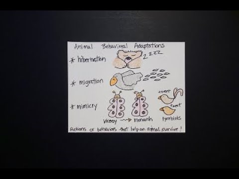 Let's Draw Animal Adaptations!