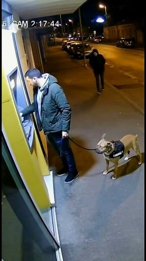 Dog Protects Owner at ATM from Robber — CCTV Footage | Eagle Creation