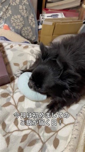 みんなで美味しいごはん食べるよ😋🍚