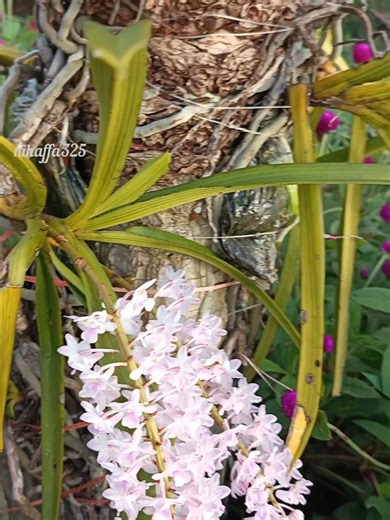 Menjaga Anggrek Ekor Tupai di Rumah