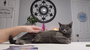 1.7K views · 139 reactions | DAILY LIFE READING - MARCH 9TH - GETTING UNSTUCK, MOVING FORWARD, AND TRAVEL ARE IN YOUR FUTURE! YOU MAY END UP MEETING YOUR SOUL MATE IF YOU AREN'T ALREADY WITH THEM! BE PREPARED FOR CELEBRATIONS OF LOVE, ENGAGEMENT, MARRIAGE, ETC! 殺殺殺殺殺殺 | Sasha Niccole Tarot Counseling | Facebook