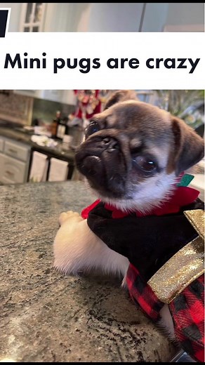 Mini Pugs: Cursed Photos and Fun Moments