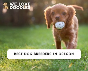 9 Best Dog Breeders in Oregon! - We Love Doodles