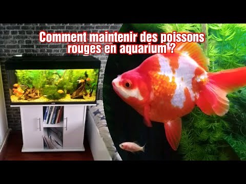Comment maintenir des poissons rouges en aquarium ?
