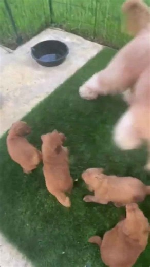 Giant dog plays with his little puppy siblings! #goldendoodle #puppies #puppylove