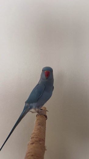 Rio the Flirty Indian Ringneck Parrot TikTok Compilation