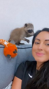 Rescued raccoon grows up wrestling with his cat and dog siblings 🖤 We talked to his mom about the moment she discovered his passion for painting! Keep up with Louie on Instagram: thedo.do/louietheraccoon and Samadhi Wildlife Inc on Instagram: thedo.do/samadhi_wildlife | The Dodo