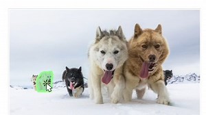 ICCV 2025 描述一切！英伟达新作DAM：用于图像和视频的详细描述