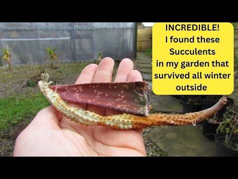 INCREDIBLE! I found these Succulents in my garden that survived ALL Winter outside #succulents