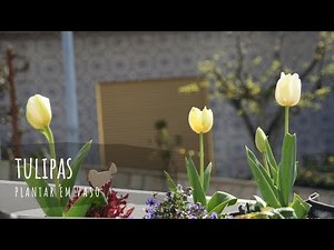 Como plantar tulipas em vaso