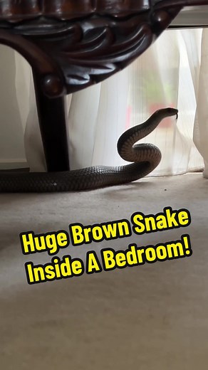 Huge Brown Snake Inside A Bedroom!