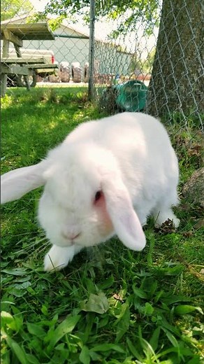 Floppity Loppity Bunnies Hopping! 🧡 4k Slow Mo 🩳 #shorts