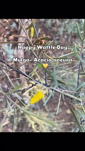Happy National Wattle Day ☀️🌿 our Nation’s Floral Emblem, a unifying symbol of hope, happiness & resilience. Happy first day of spring! 💛#natureofalice #wattle #mulga #courage #greenandgold #australia | Nature of Alice