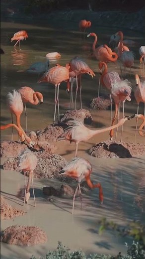 Flamingos Nest in Florida for the First Time in 100 Years!