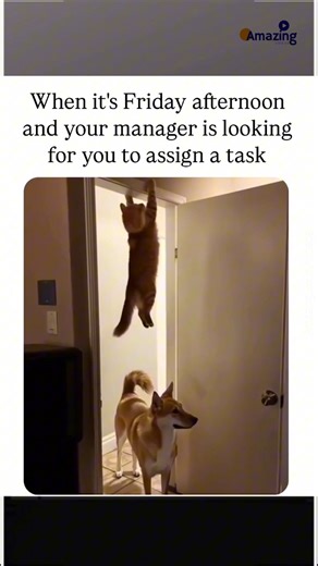 Animals Doing Funny Things Episode #1211