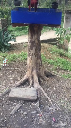 Colorful Rooster Displaying Unique Behaviors Outdoors
