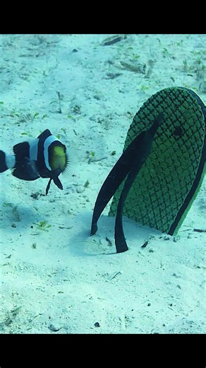 Secret Tools of the Spy Octopus