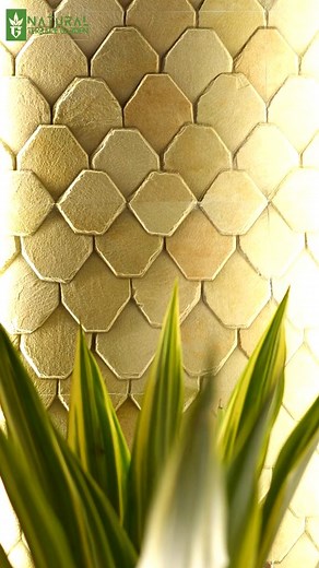 Let your garden reflect your happiness 🌱 #happy home garden" www.naturalterracegarden.in 8127867073|9873448410 #terrace #garden #outdoor #natural #home #plants #trending #video #viral #nature #india #delhi #landscape | Natural Terrace Garden